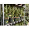 Sansevieria laurenti, tchynin jazyk. 50 cm