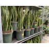 Sansevieria laurenti, tchynin jazyk. 50 cm