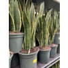 Sansevieria laurenti, tchynin jazyk. 50 cm