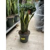 Sansevieria laurenti, tchynin jazyk. 50 cm