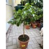 Grepovník, citrus paradisi 70 cm