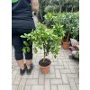 Grepovník, citrus paradisi 70 cm