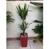 Yucca elephantipes + Cubico 22