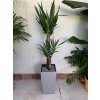 Yucca elephantipes + Cubico 22