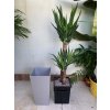 Yucca elephantipes + Cubico 22