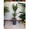 Yucca elephantipes + Cubico 22