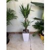 Yucca elephantipes + Cubico 22