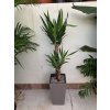 Yucca elephantipes + Cubico 22