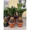 Cycas revoluta 75 cm