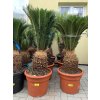 Cycas revoluta 75 cm