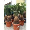 Cycas revoluta 75 cm