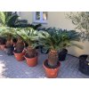 Cycas revoluta 75 cm