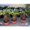 Cycas revoluta 75 cm