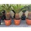 Cycas revoluta 75 cm