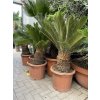 Cycas revoluta 75 cm