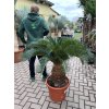 Cycas revoluta 75 cm