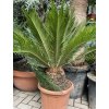 Cycas revoluta 75 cm