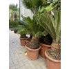 Cycas revoluta 75 cm