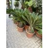 Cycas revoluta 75 cm