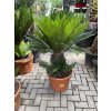 Cycas revoluta 75 cm