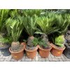 Cycas revoluta 75 cm