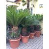 Cycas revoluta 75 cm
