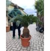 Cycas revoluta 75 cm