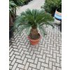 Cycas revoluta 75 cm