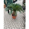 Cycas revoluta 75 cm