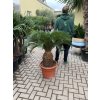 Cycas revoluta 75 cm