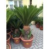 Cycas revoluta 75 cm