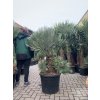 Chamaerops humilis vulcano, 170 cm