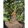 Chamaerops humilis vulcano, 170 cm