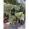 Chamaerops humilis vulcano, 180 cm