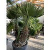 Chamaerops humilis vulcano , palma , původ palmy Španělsko. cca 200 cm+