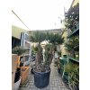 Chamaerops humilis vulcano, 180 cm