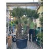 Chamaerops humilis vulcano, 180 cm