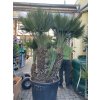 Chamaerops humilis vulcano, 180 cm