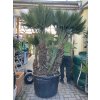 Chamaerops humilis vulcano, 180 cm