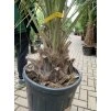 JUBAEA CHILENSIS, CHILSKÁ PALMA  170 cm