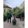 JUBAEA CHILENSIS, CHILSKÁ PALMA  160 cm