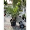 JUBAEA CHILENSIS, CHILSKÁ PALMA  170 cm