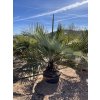 JUBAEA CHILENSIS, CHILSKÁ PALMA  160 cm