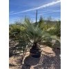 JUBAEA CHILENSIS, CHILSKÁ PALMA  170 cm