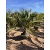 JUBAEA CHILENSIS, CHILSKÁ PALMA  160 cm
