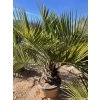 JUBAEA CHILENSIS, CHILSKÁ PALMA  170 cm