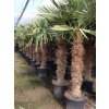 TRACHYCARPUS FORTUNEI, výška 250 cm, kmen 100 cm