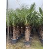 TRACHYCARPUS FORTUNEI, výška 250 cm, kmen 100 cm