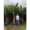 TRACHYCARPUS FORTUNEI, výška 200 cm, kmen 85 cm