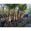 TRACHYCARPUS FORTUNEI, výška 250 cm, kmen 100 cm